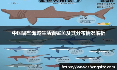 中国哪些海域生活着鲨鱼及其分布情况解析